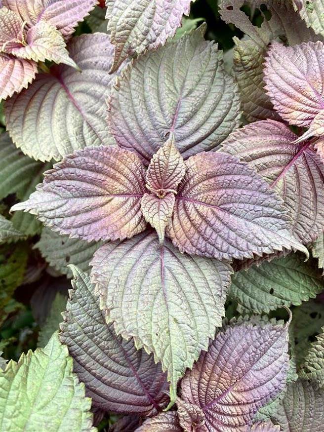 农委会花莲区农业改良场发展「紫苏有机栽培及繁殖採种技术」，已建立紫苏优良种子採种及有机栽培技术，对整体产量及品质有明显助益，将可提高成苗率，降低生产成本，更在疫情下达到保健目的。（花莲区农业改良场提供）