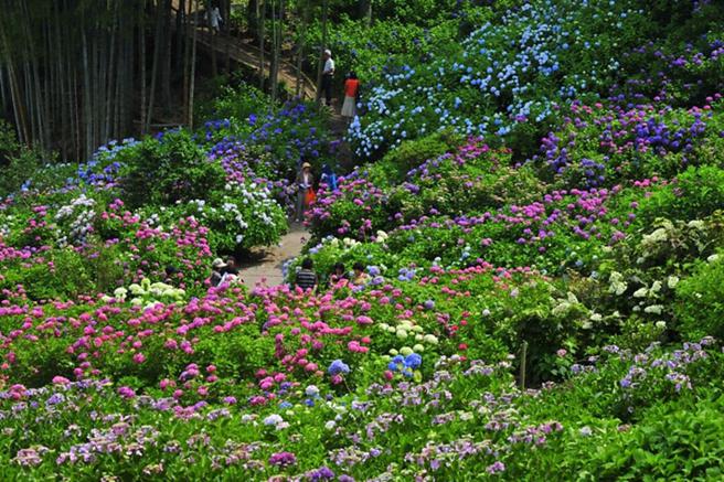 「服部农园绣球花屋敷」距离东京市区自驾1.5小时以内就能抵达，为关东不可错过的绣球花景点。　图：千叶県観光物产协会／来源