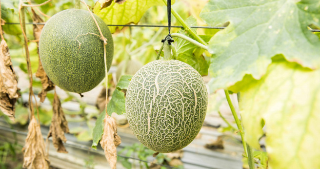 哈密瓜果肉有分橘色跟绿色，其营养价值与热量，也有所不同。（图／报系资料照片）

