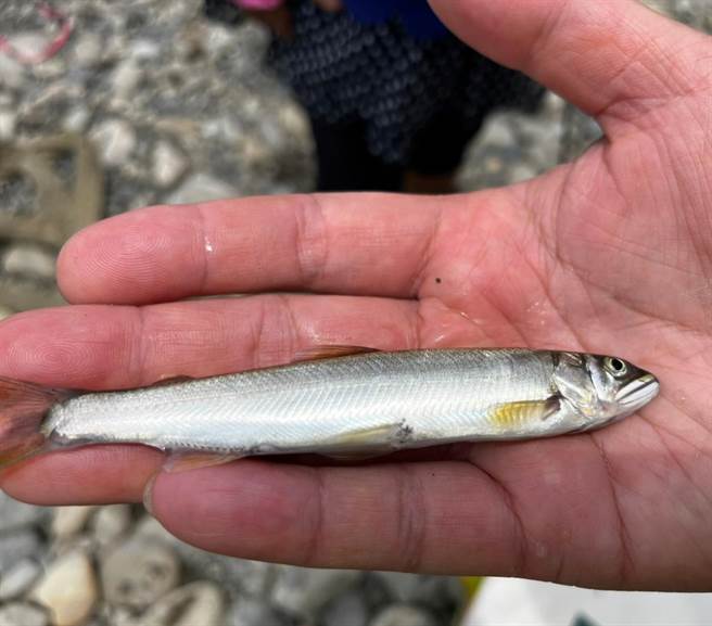 新北市水利局委托生态团队发现指标物种香鱼。（新北市水利局提供）