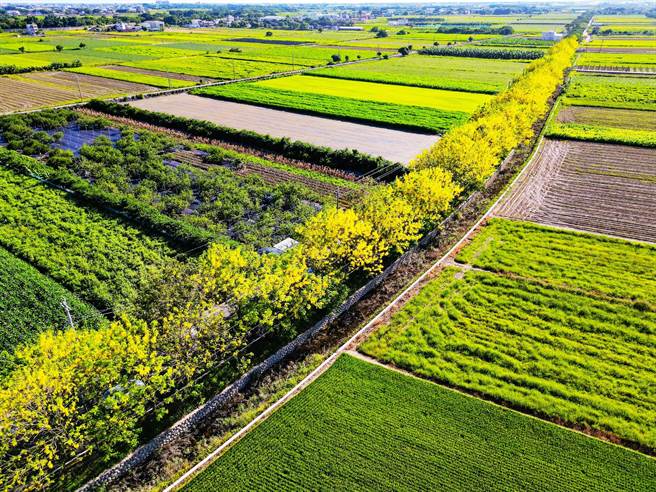 「朴子溪自行车道」目前金黄花朵挂满枝头，空拍摄影师柯发寿透过神的视角带领游客看见绝美「黄金大道」。（嘉义县政府提供∕吕妍庭嘉义传真）