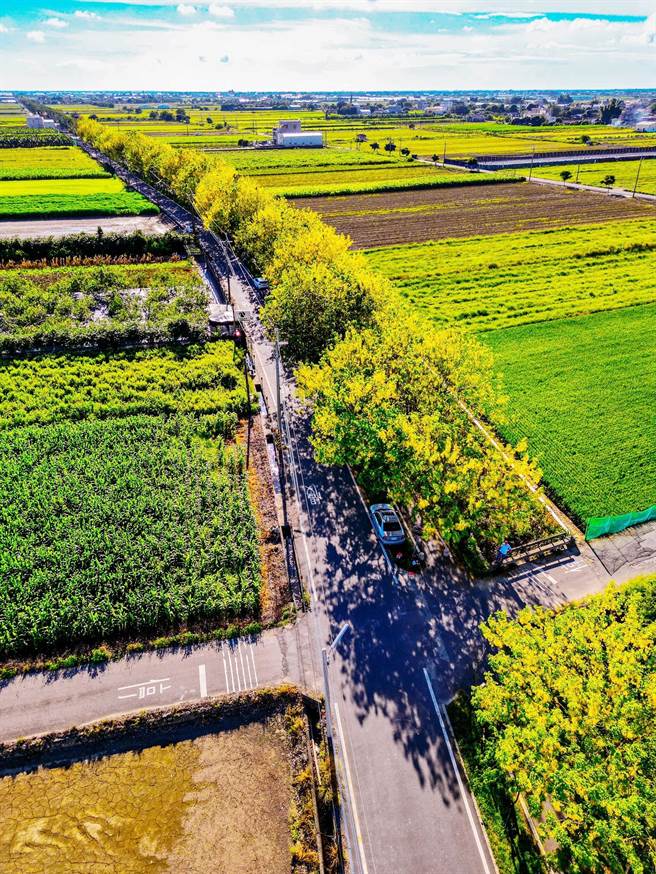 「朴子溪自行车道」目前金黄花朵挂满枝头，空拍摄影师柯发寿透过神的视角带领游客看见绝美「黄金大道」。（嘉义县政府提供∕吕妍庭嘉义传真）
