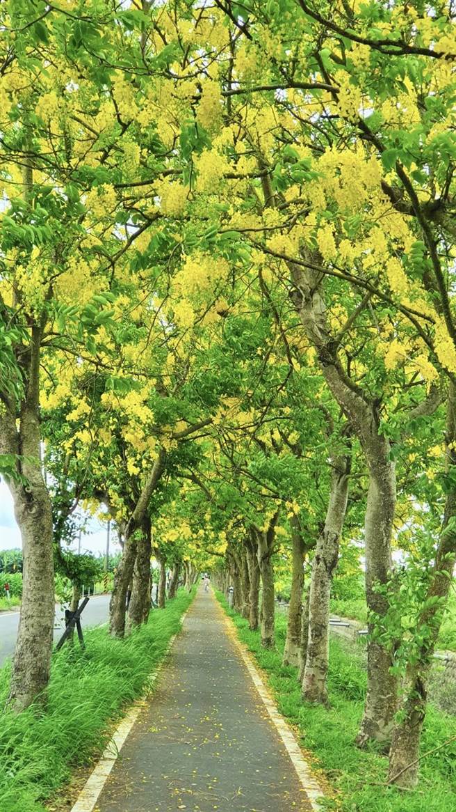 「朴子溪自行车道」目前金黄花朵挂满枝头。（嘉义县政府提供∕吕妍庭嘉义传真）
