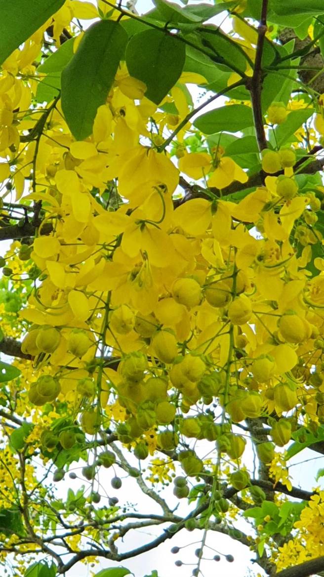 「朴子溪自行车道」目前金黄花朵挂满枝头。（嘉义县政府提供∕吕妍庭嘉义传真）