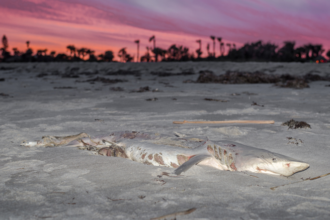 民眾在沙滩上发现一只被腰斩的鲨鱼尸体，伤口切面非常平整，也让不少人对于牠的死因感到好奇。(示意图/达志影像)