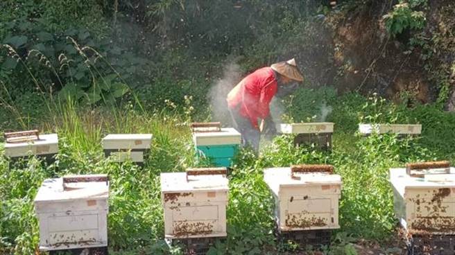 嘉义县阿里山原住民农林业生产合作社的林农于林下用心牧蜂，生产出友善环境的森林蜜及森林花粉等蜂产品。（嘉义林管处提供／张亦惠嘉县传真）