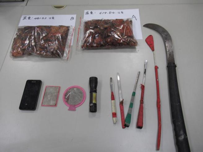 新竹县黄姓男子等3人民国110年9月间结伴至花莲县卓溪乡国有林班地盗採牛樟芝，遭警方查获，除发现市值近新台币12万元牛樟芝外，也查扣盗採工具等多项赃证物。（图/ 中央社）