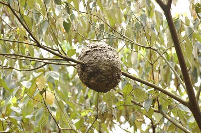 新竹縣野生動物救傷站有2隻重傷穿山甲住院救治中，但蟻窩數不足導致穿山甲有「斷糧」危機，新竹縣政府9日發布新聞稿指出，民眾若發現直徑達25公分以上的舉尾蟻窩，可通報農業處評估摘取。圖為舉尾蟻窩外觀。（圖/ 中央社）