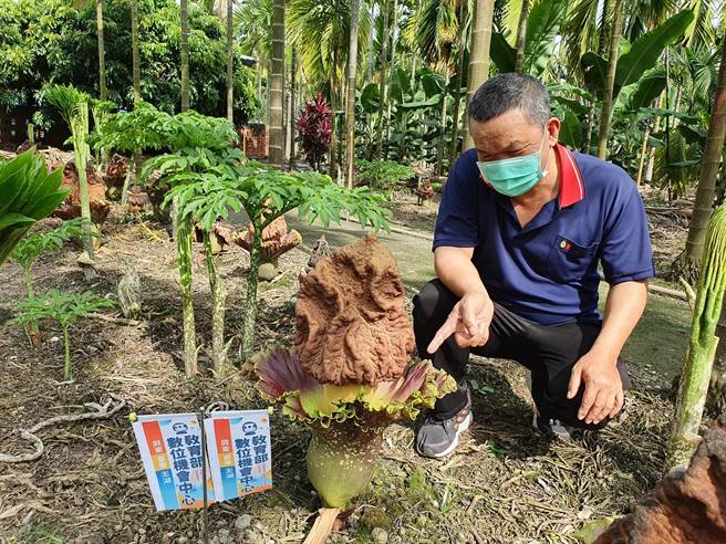 屏东县新埤乡9日举办「疣柄魔芋回娘家」，盼大家重视这一稀有植物。（谢佳潾摄）