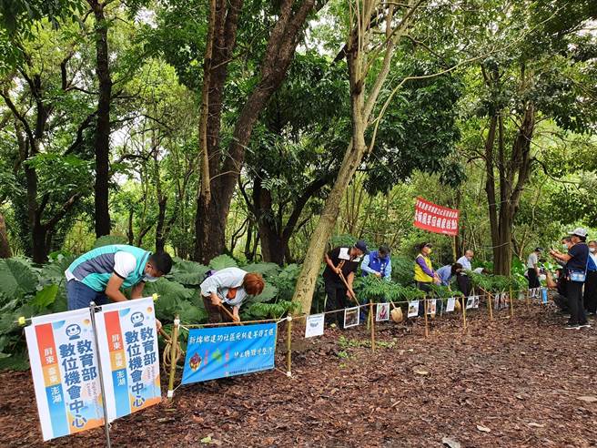 屏东县新埤乡9日举办「疣柄魔芋回娘家」，盼大家重视这一稀有植物。（谢佳潾摄）