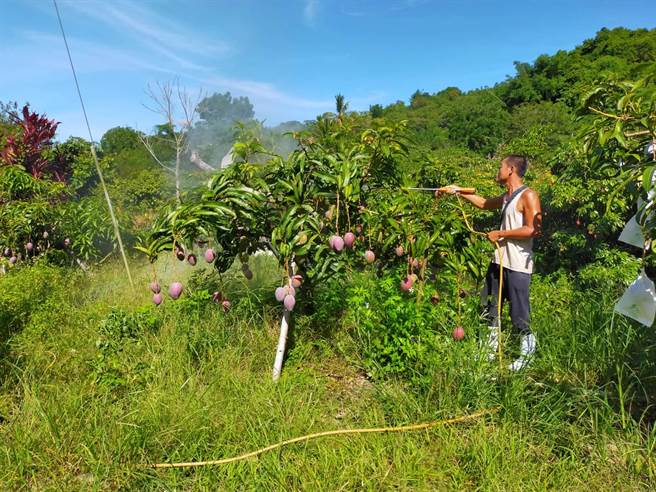 台南楠西农会果树产销班50班与科技公司合作实验研熟制剂，合作计画获奖。（林旺志提供／刘秀芬台南传真）