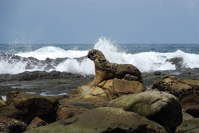 基隆八斗子海豹岩近年爆紅，當地民眾希望提報為自然紀念物。（基隆野鳥學會提供／陳彩玲基隆傳真）
