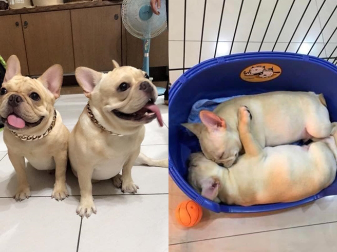 网友爆料上月底将2只法斗送至当地宠物旅馆入住，本月6日准备到旅馆查看时，就被告知爱犬早在送来的1、2天因热衰竭都死了。（翻摄自脸书「爆料公社」）