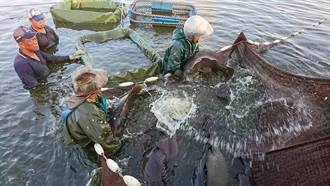 多次驗出禁藥 陸海關宣布13日起暫停台灣石斑魚輸入
