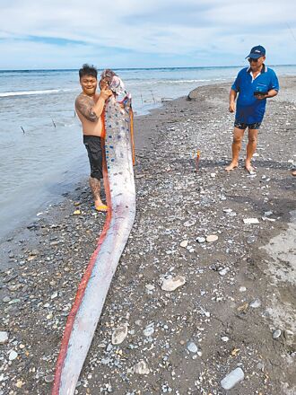6公尺地震魚 現蹤太麻里海灘