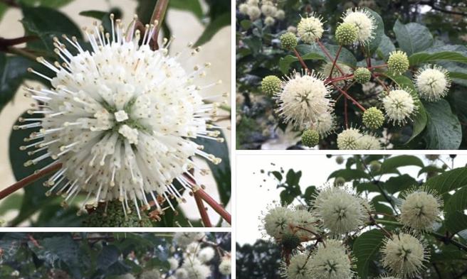 李利国》像似冠状病毒株的绣球花。（爱传媒提供）