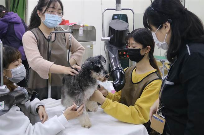 弘光科大老师侯志远发表调查结果，疫情期间一年以下新饲主增加占19.6％。（陈淑娥摄）