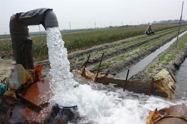 雲林縣高鐵沿線前幾年有綠色廊道計畫鼓勵農民轉旱作，以減少抽地下水灌溉，但綠色廊道計畫前年已終止，農民因無補助誘因，又見種需水量高的作物。（周麗蘭攝）