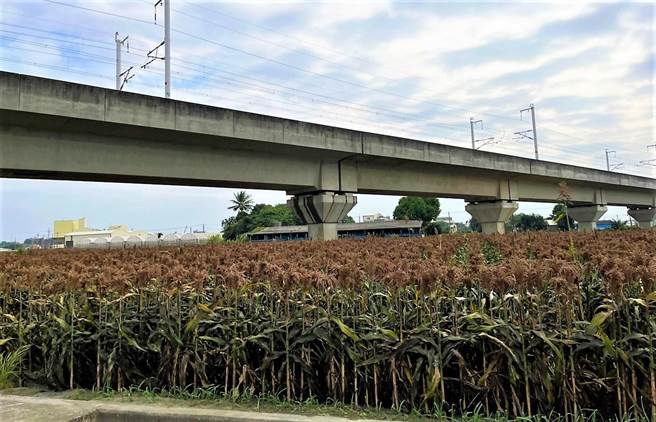 去年雲林縣府首次與金門酒廠合作契作種植高梁，首推高鐵沿線農田，土庫鎮、元長鄉有農民試種，收成不錯。（周麗蘭攝）
