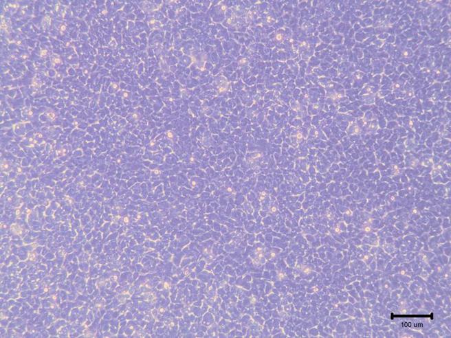 （细胞于水禽小病毒感染前生理组织图。图／畜试所提供）
