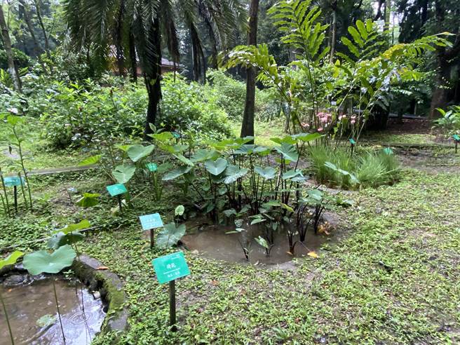 嘉义树木园增加栽种外来种的水生植物、姜科植物，自然生态更多元丰富。（廖素慧摄）