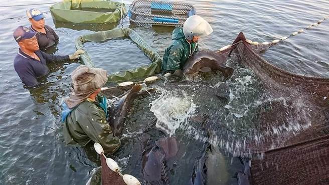 大陸海關10日宣布，從13日起暫停台灣的石斑魚輸入。（報系資料照）