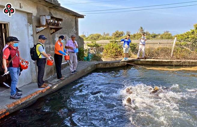 继凤梨、释迦、莲雾后，中国大陆海关总署今天以检出禁药为由宣布6月13日暂停我国石斑鱼输入。（报系资料照）