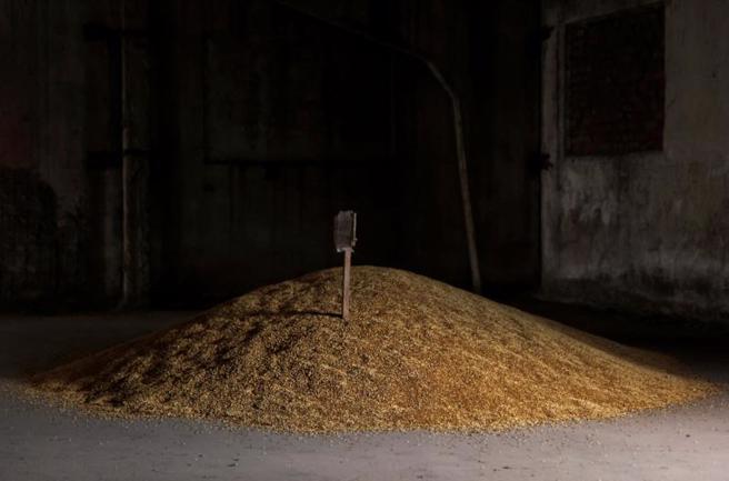 聯合國糧農組織表示，烏克蘭和俄羅斯的小麥及其他糧食商品出口量減少，使得未來一年全球可能增加1100萬至1900萬長期挨餓人口。（示意圖／路透社）