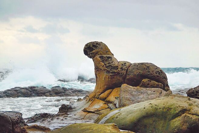 基隆八斗子海豹岩近年爆红，当地民眾希望提报为自然纪念物。（基隆野鸟学会提供／陈彩玲基隆传真）