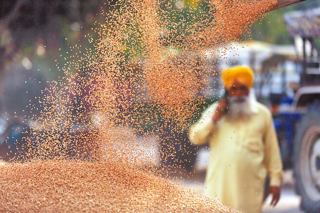 聯合國全球糧食保障、能源和金融危機應對小組調查報告表示，全球嚴重糧食不足的人數從新冠大流行前的1.35億翻了一倍，在短短兩年內達到2.76億。這是2022年4月19日在印度旁遮普邦阿姆利則拍攝的小麥收穫的場景。（新華社）