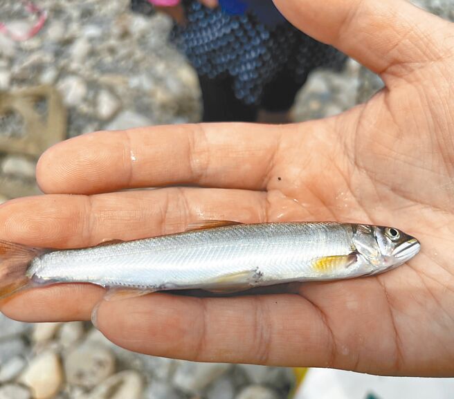 新北市水利局在碧潭堰下游發現香魚，顯見河川生態已悄悄的回來了。（新北市水利局提供／陳慰慈新北傳真）