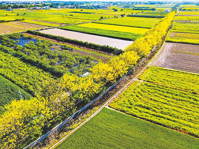 「朴子溪自行车道」目前金黄花朵挂满枝头，空拍摄影师柯发寿透过神的视角带领游客看见绝美「黄金大道」。（嘉义县政府提供／吕妍庭嘉义传真）