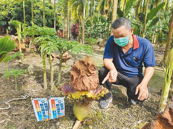 屏东县新埤乡9日举办「疣柄魔芋回娘家」，盼大家重视这一稀有植物。（谢佳潾摄）