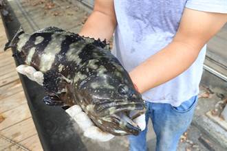 石斑成魚養殖量占全台5％ 南市府提4因應措施助漁民