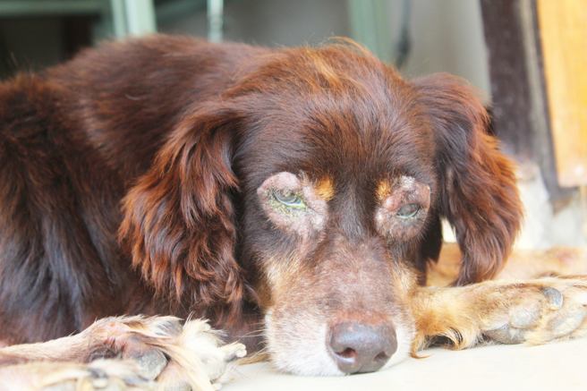 爱犬罹患青光眼后，个性变得非常胆怯，为了帮助牠重拾自信，主人带着牠徒步走1770公里。(示意图/达志影像)