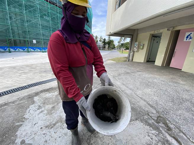 台东县立体育馆正进行场馆优化工程，台东县府贴心兼顾屋檐的燕群，替小雨燕搬新家，盼小雨燕继续在这友善环境生活。（蔡旻妤摄）