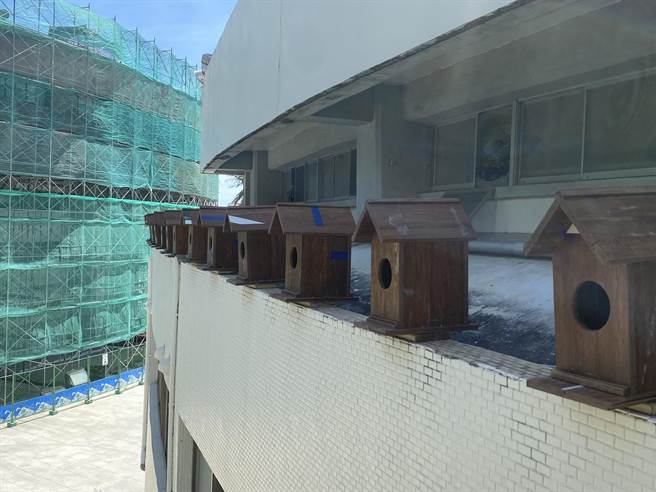 台东县立体育馆正进行场馆优化工程，台东县府贴心兼顾屋檐的燕群，替小雨燕搬新家，盼小雨燕继续在这友善环境生活。（蔡旻妤摄）