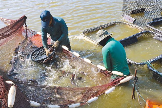 台灣石斑魚被檢出禁藥，大陸海關總署、動植物檢疫司，10日宣布從13日起暫停輸入。圖為石斑魚養殖業者。（本報資料照片）