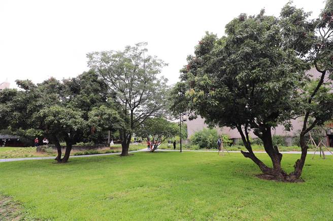 台中首座荔枝老树公园保留了园区内具歷史意义的老欉荔枝群及其他树木。（冯惠宜摄）