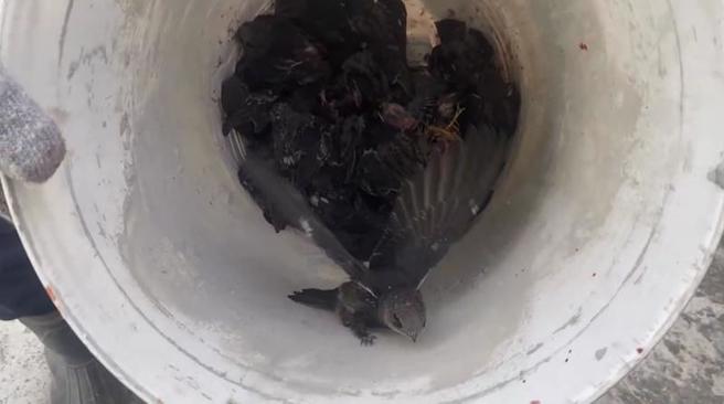 台东县立体育场长黄伟智11日表示，施工中的体育馆屋檐下有许多燕窝，目前有幼雏，因担心牠们受工程影响，因此在旁边另一栋建筑做了15间木制鸟屋，将原燕窝内雏鸟全部移居到新住家。（图/ 中央社）
