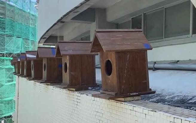 台东县立体育馆目前正进行优化改善工程，正好碰上梁柱上小雨燕的繁殖期，馆方特别在一旁打造15座人工鸟屋，将原燕窝内雏鸟全部移居到新住家。（图/ 中央社）