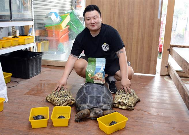 锺爱陆龟的王安静，着手研发饲料，抢进潜力十足的小眾宠物市场。（林和生摄）