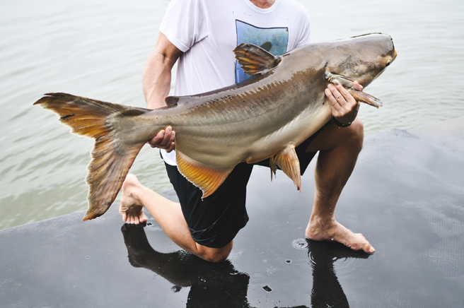 美國一名釣客釣到了一隻大魚，沒想到剖開魚肚後竟然發現裡頭藏了一根「肉色姐夫」。（示意圖／達志影像）