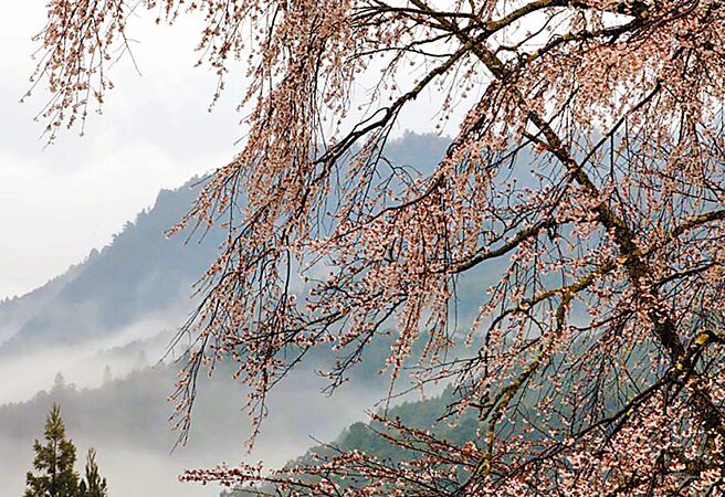 熊野古道的「伏拝王子」路线平缓好走，受游客喜爱。（飞达旅行社提供）