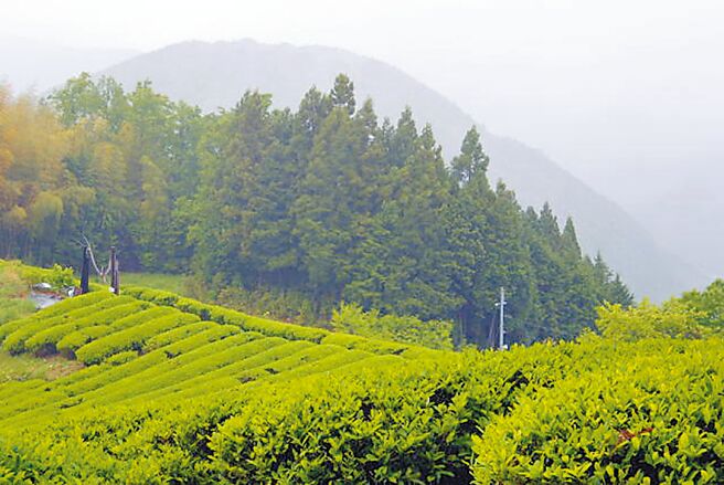 熊野本宫风景伏神茶园。（飞达旅行社提供）