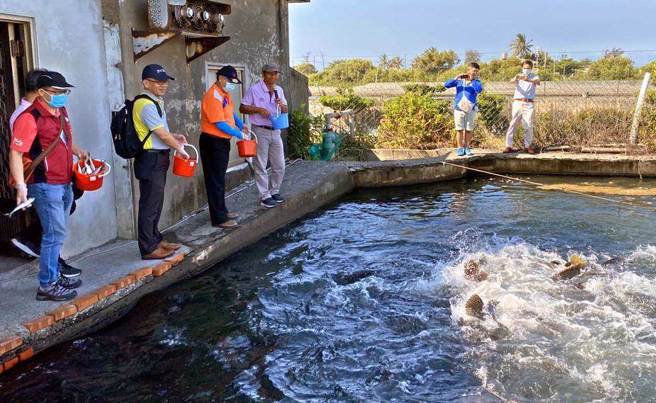 图为石斑鱼养殖业者。（本报资料照）