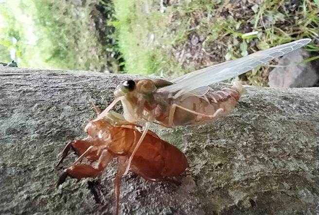 台灣騷蟬常見在樹幹上，開始慢慢脫殼蛻變羽化成蟬。（武陵副場長胡發韜提供）