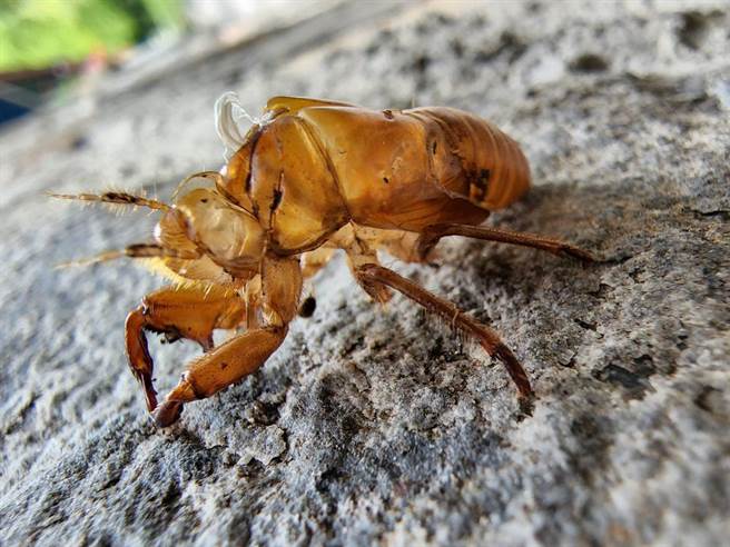 武陵農場內常見到台灣騷蟬蛻變後，留下殼在樹幹上。（武陵副場長胡發韜提供）
