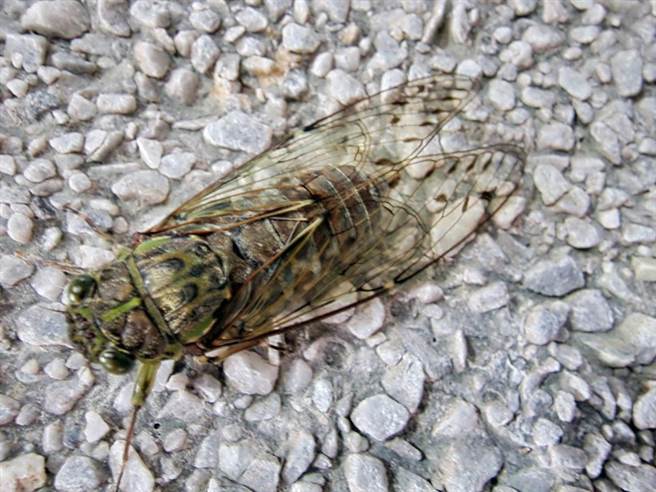 台灣騷蟬透過響亮蟬鳴展開「比武招親」，吸引雌蟬交配達到傳宗接代的使命。（武陵副場長胡發韜提供）