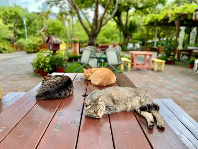 ▲南庄蔓森活民宿山水环绕，让人也羡慕起园区的猫咪。(图/行遍天下提供)